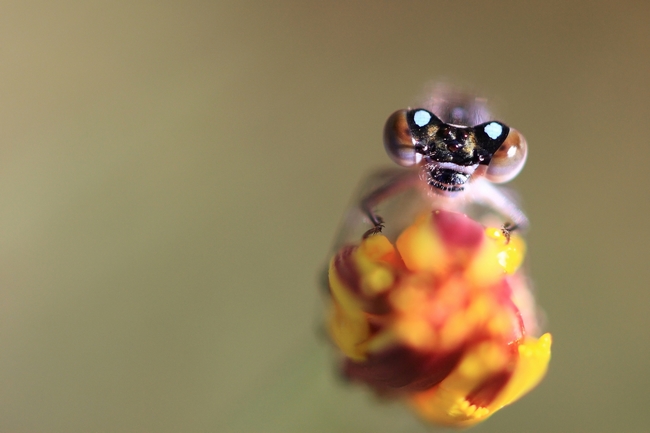 macro 2016-08-20.JPG